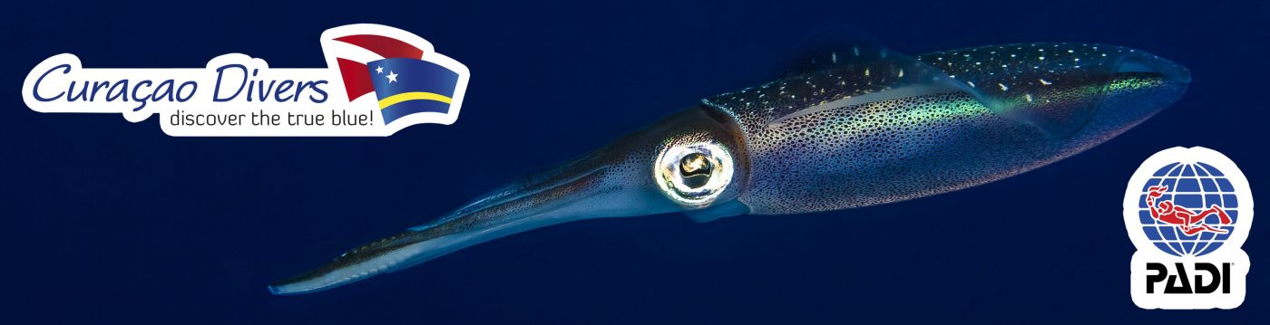 Cursussen